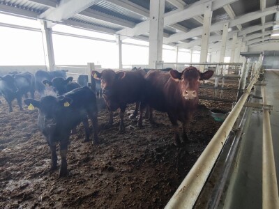 Farma angus goveda, Novi Slankamen
