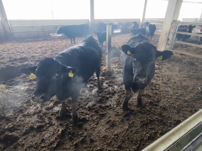 Farma angus goveda, Novi Slankamen
