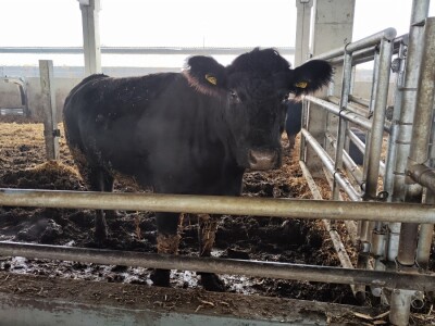 Farma angus goveda, Novi Slankamen