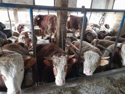 Farma Azema Mehanovića