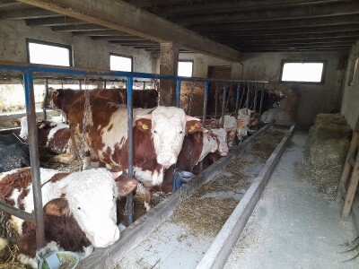 Farma Azema Mehanovića