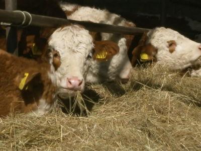 Farma Berić Farma Berić