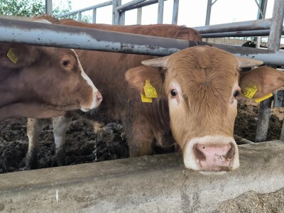 Farma Bilodar d.o.o. u Gudovcu