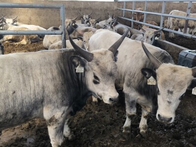 Farma Bilodar d.o.o. u Gudovcu