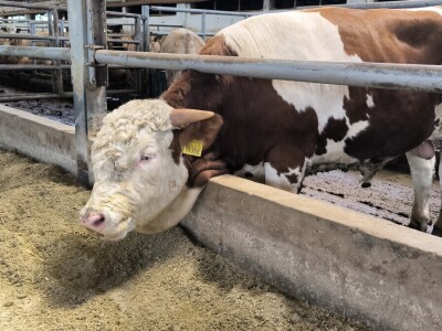 Farma Bilodar d.o.o. u Gudovcu