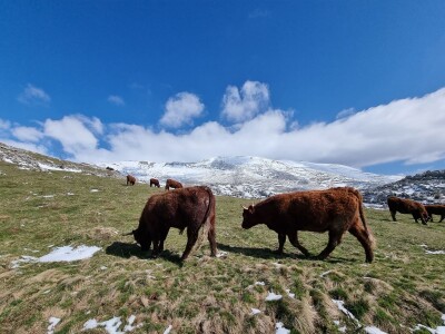 Farma Bjelašnica - uzgoj salersa