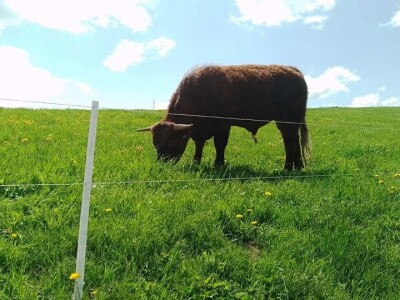 Farma Bjelašnica - uzgoj salersa