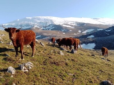 Farma Bjelašnica - uzgoj salersa