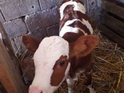 Farma Brkić iz Blatne