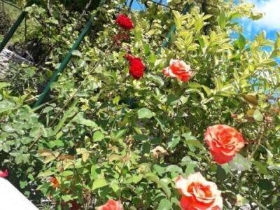 Farma Brkić iz Blatne