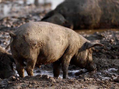 Farma crnih svinja Domagoja Vide Farma crnih svinja Domagoja Vide