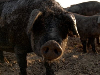 Farma crnih svinja Domagoja Vide Farma crnih svinja Domagoja Vide