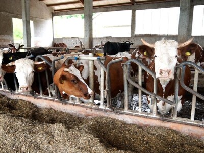 Farma Dejana Simića iz Grabik Ilove