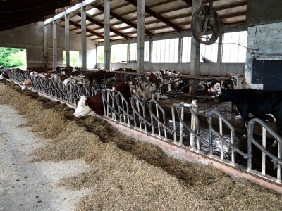 Farma Dejana Simića iz Grabik Ilove