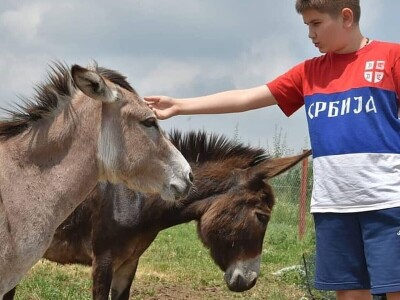 Farma domaćeg balkanskog magarca u srcu Šumadije