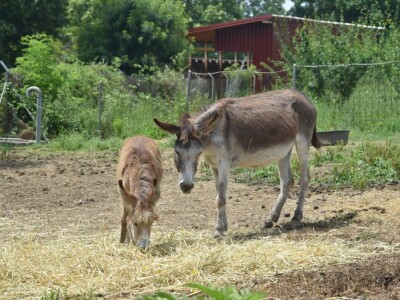 Farma domaćeg balkanskog magarca u srcu Šumadije