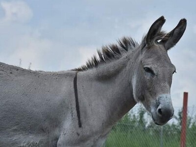 Farma domaćeg balkanskog magarca u srcu Šumadije