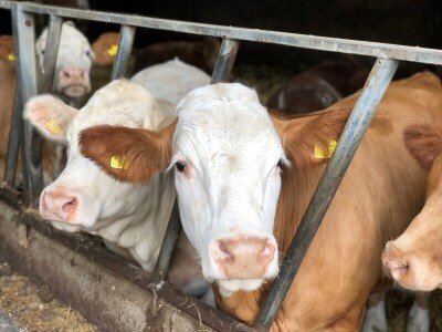 Farma Garguston, Muir of Ord, Škotska