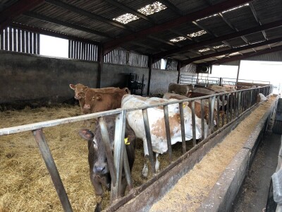 Farma Garguston, Muir of Ord, Škotska