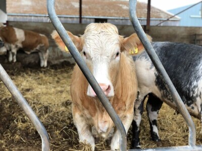 Farma Garguston, Muir of Ord, Škotska