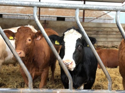 Farma Garguston, Muir of Ord, Škotska