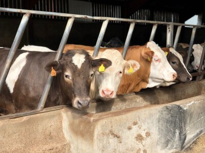 Farma Garguston, Muir of Ord, Škotska