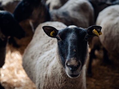 Farma Hacienda de la Vida kod Kiseljaka