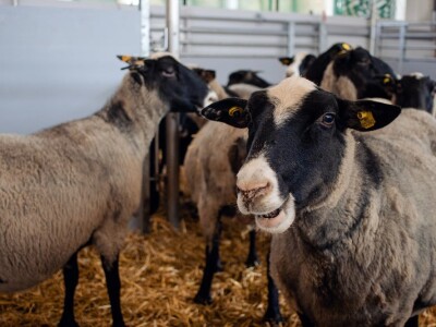 Farma Hacienda de la Vida kod Kiseljaka