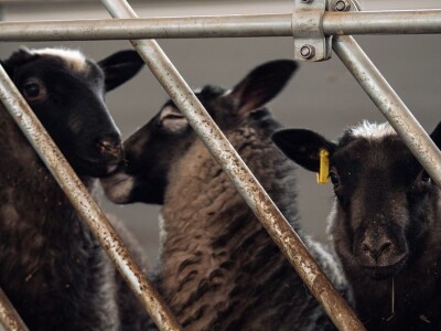 Farma Hacienda de la Vida kod Kiseljaka