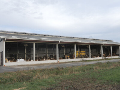 Farma "Janjić Simental Breed" u Jenjiću kod Orašja