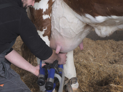 Farma "Janjić Simental Breed" u Jenjiću kod Orašja
