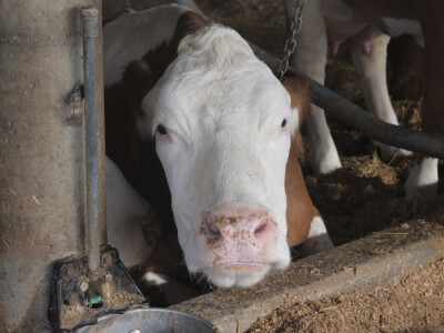 Farma "Janjić Simental Breed" u Jenjiću kod Orašja