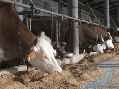 Farma "Janjić Simental Breed" u Jenjiću kod Orašja