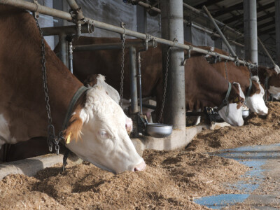 Farma "Janjić Simental Breed" u Jenjiću kod Orašja