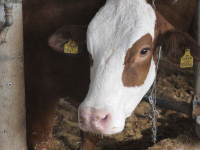 Farma "Janjić Simental Breed" u Jenjiću kod Orašja