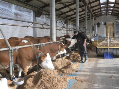 Farma "Janjić Simental Breed" u Jenjiću kod Orašja