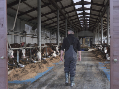 Farma "Janjić Simental Breed" u Jenjiću kod Orašja