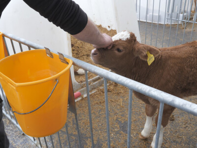 Farma "Janjić Simental Breed" u Jenjiću kod Orašja