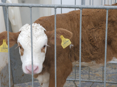 Farma "Janjić Simental Breed" u Jenjiću kod Orašja
