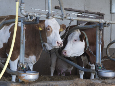 Farma "Janjić Simental Breed" u Jenjiću kod Orašja