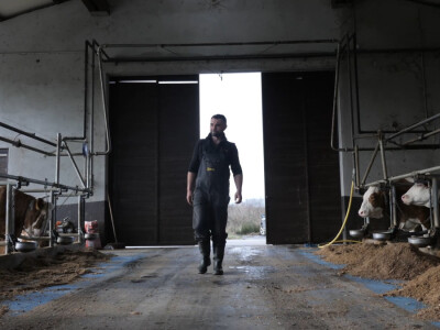 Farma "Janjić Simental Breed" u Jenjiću kod Orašja