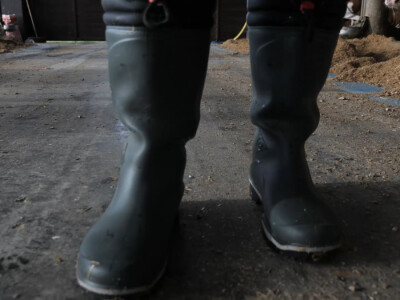 Farma "Janjić Simental Breed" u Jenjiću kod Orašja