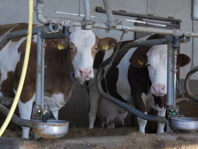 Farma "Janjić Simental Breed" u Jenjiću kod Orašja