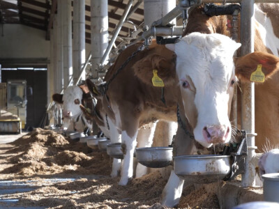 Farma "Janjić Simental Breed" u Jenjiću kod Orašja