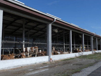 Farma "Janjić Simental Breed" u Jenjiću kod Orašja