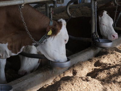 Farma "Janjić Simental Breed" u Jenjiću kod Orašja