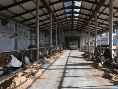 Farma "Janjić Simental Breed" u Jenjiću kod Orašja