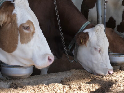 Farma "Janjić Simental Breed" u Jenjiću kod Orašja