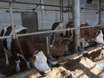 Farma "Janjić Simental Breed" u Jenjiću kod Orašja