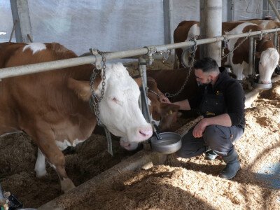 Farma "Janjić Simental Breed" u Jenjiću kod Orašja
